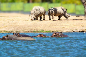 sesion safari19