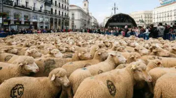 Fiestas-de-la-Trashumancia-2018