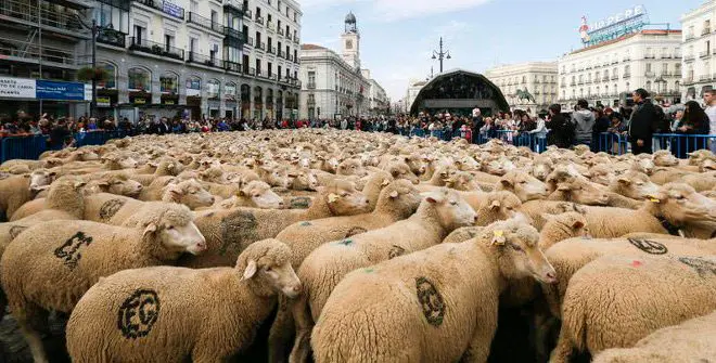 Fiestas-de-la-Trashumancia-2018