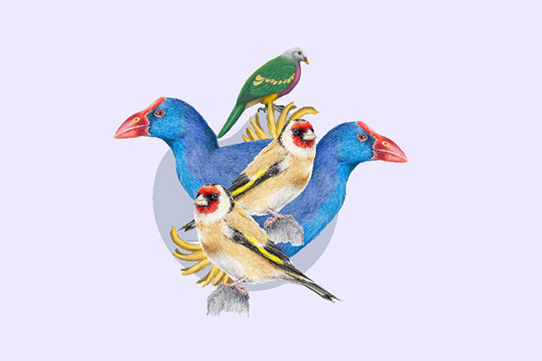 taller-ilustracion-las-aves